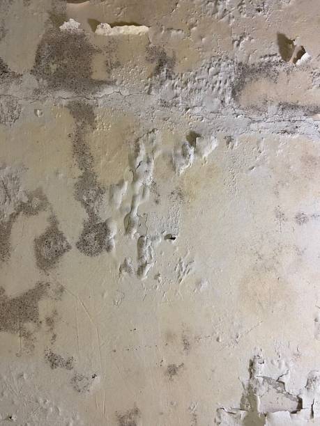Best Mold Cleaning Services  in Macon, GA